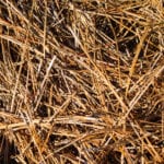 Pine straw closeup